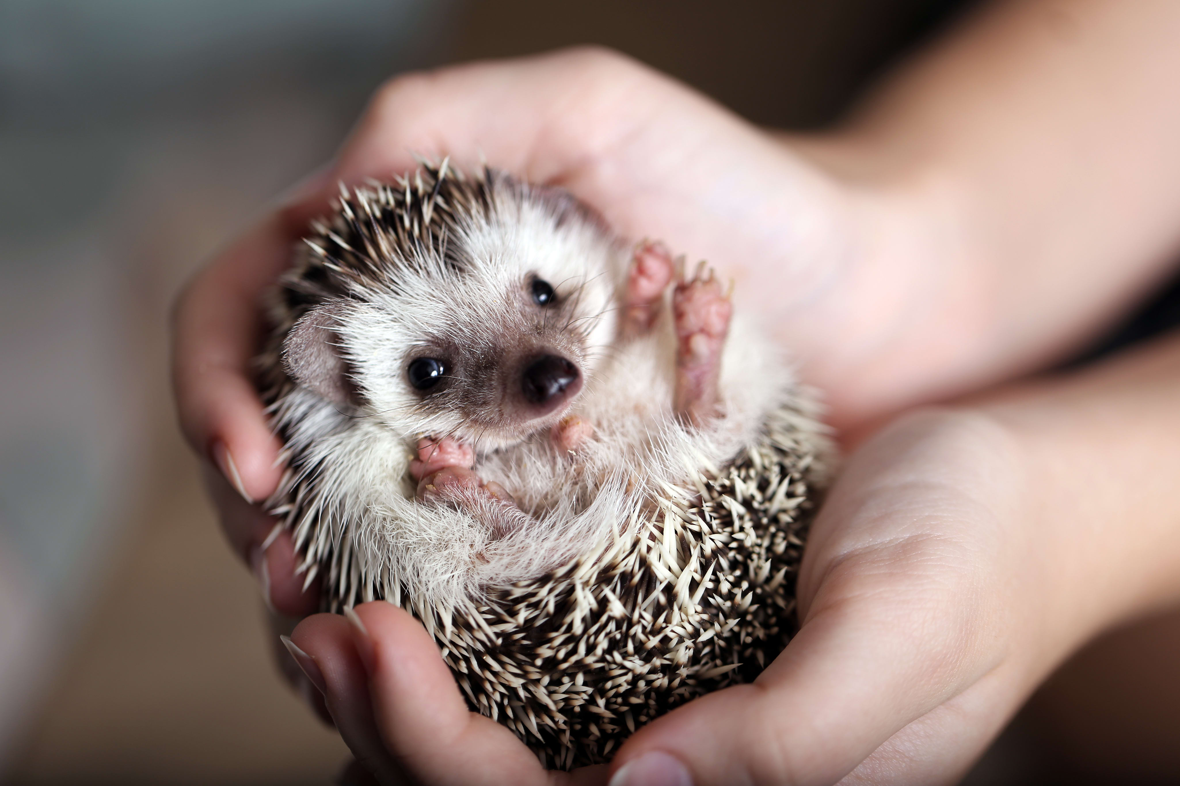 hands holding a hedgehog