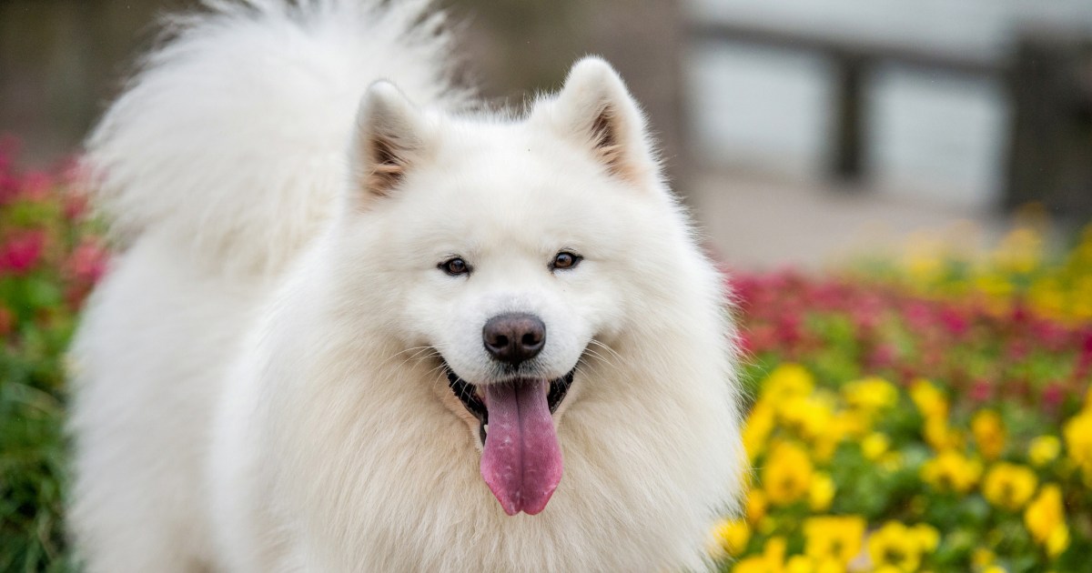 Photo of a considerably cute dog