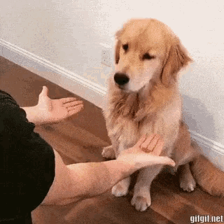 Dog giving a handshake