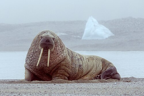 Walrus in the Russian Arctic National Park