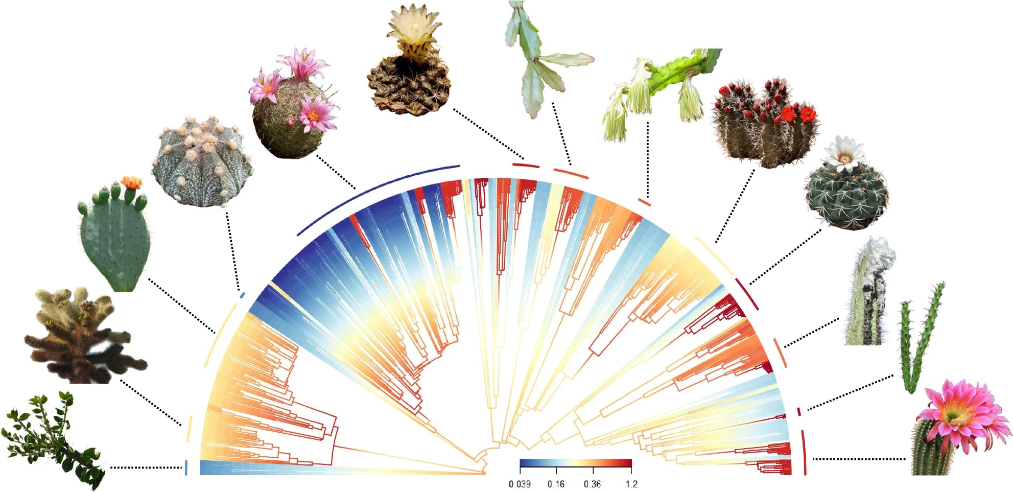 A family tree that shows the fequency of speciation within cactus plants, highlighting the many species