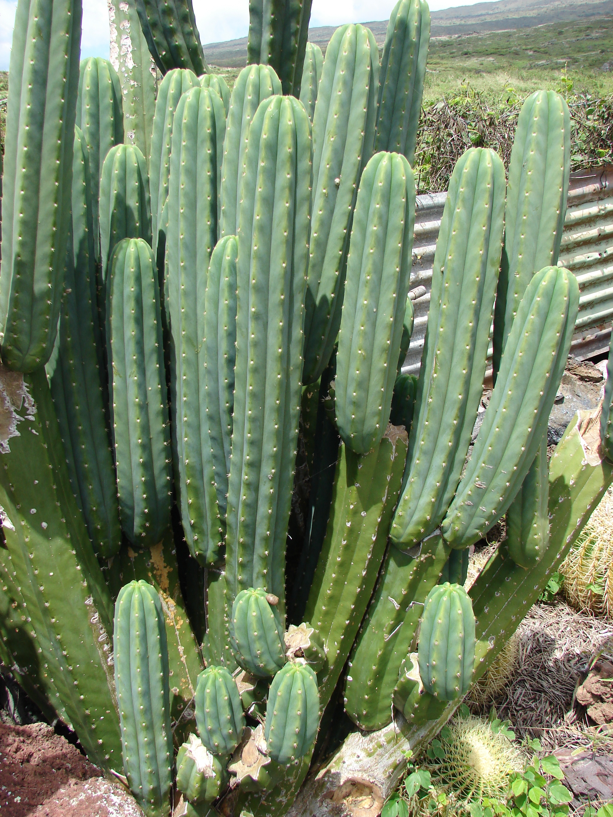 Many small Cacti growing together, none of them have appendages.