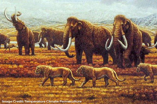 Large tusked mammoths in a Savannah.