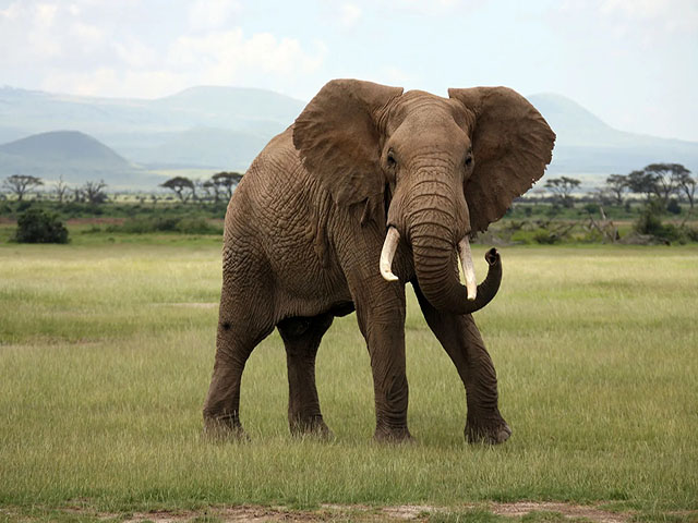 Large African Elephant
