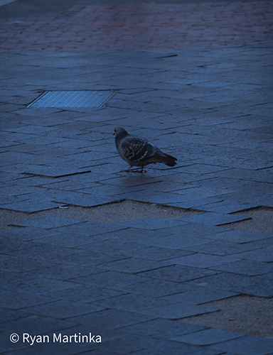 Pigeon standing on the sidewalk