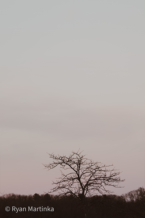 Silhouette of a tree with a gray sky behind