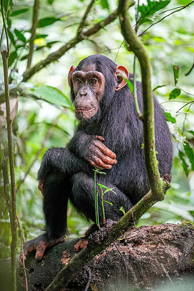 Photo of Chimpanzee Sittign on a Rock