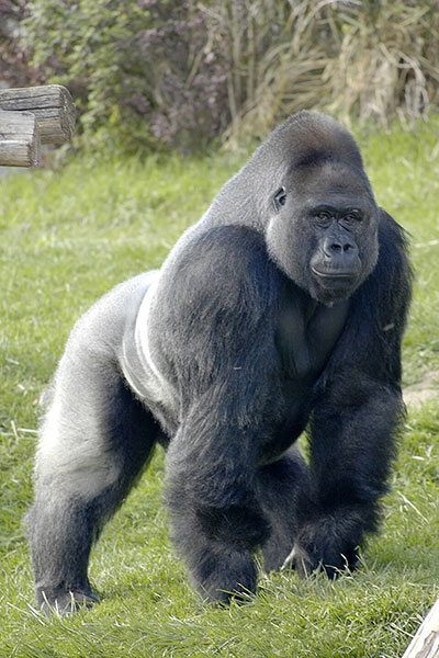 Photo of a Gorilla