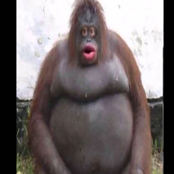 Photo of the meme Le Monke