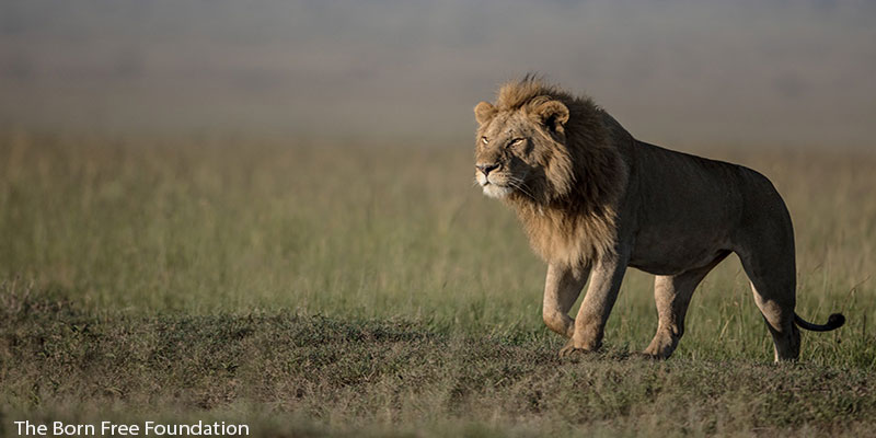 Lion Frolicking on the Savannah