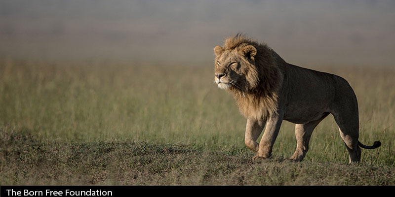 Lion Frolicking on the Savannah