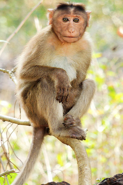 Photo of a Macaque