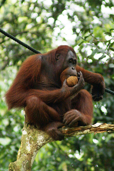 Photo of Orangutan eating fruit in a tree