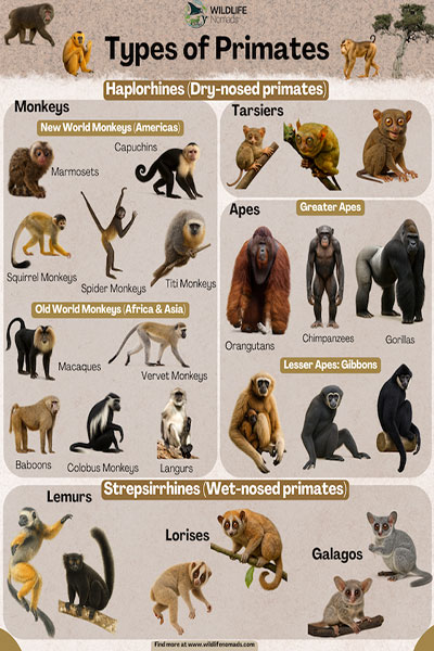 Picture of differant primates