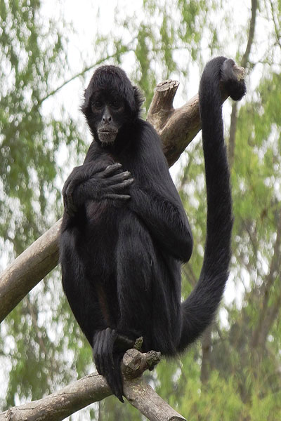 Photo of a Spidermonkey in a Tree