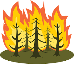 burning trees