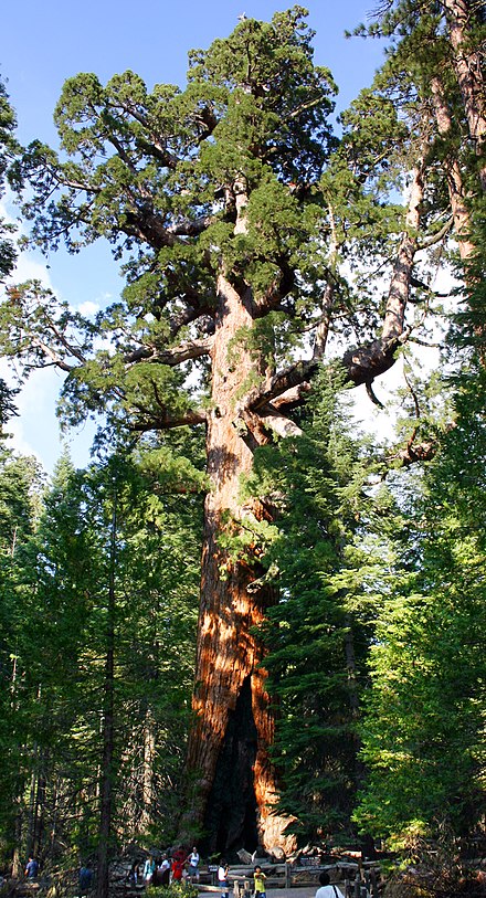 giant sequoia