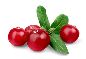 Cranberry