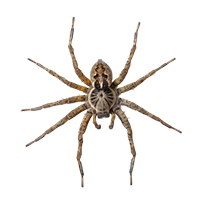 Wolf Spider