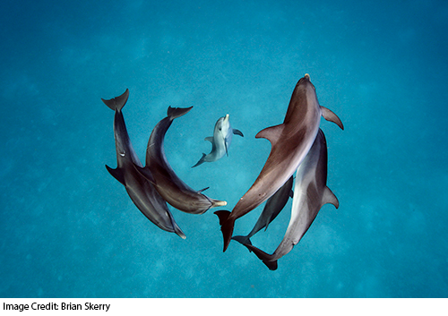 Dolphin Family