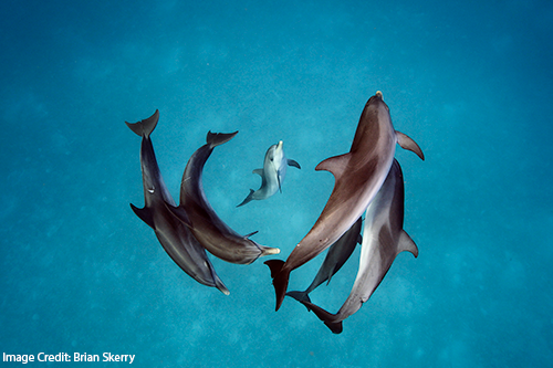 Dolphin Family