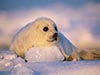 Cute Baby Seal
