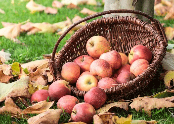 Image of a wicker basket of red apples