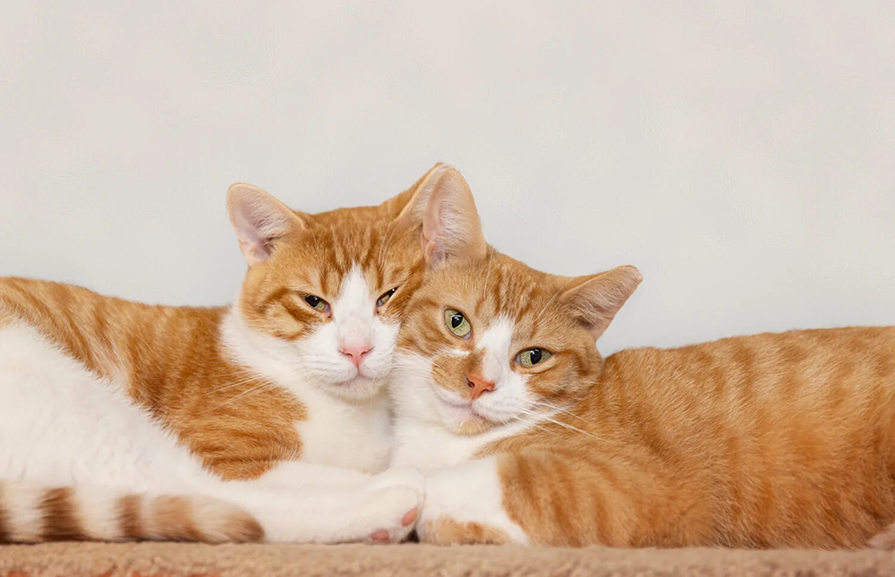 Two orange and white cats leaning against eachother