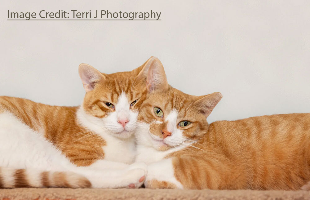 Two orange and white cats leaning against eachother