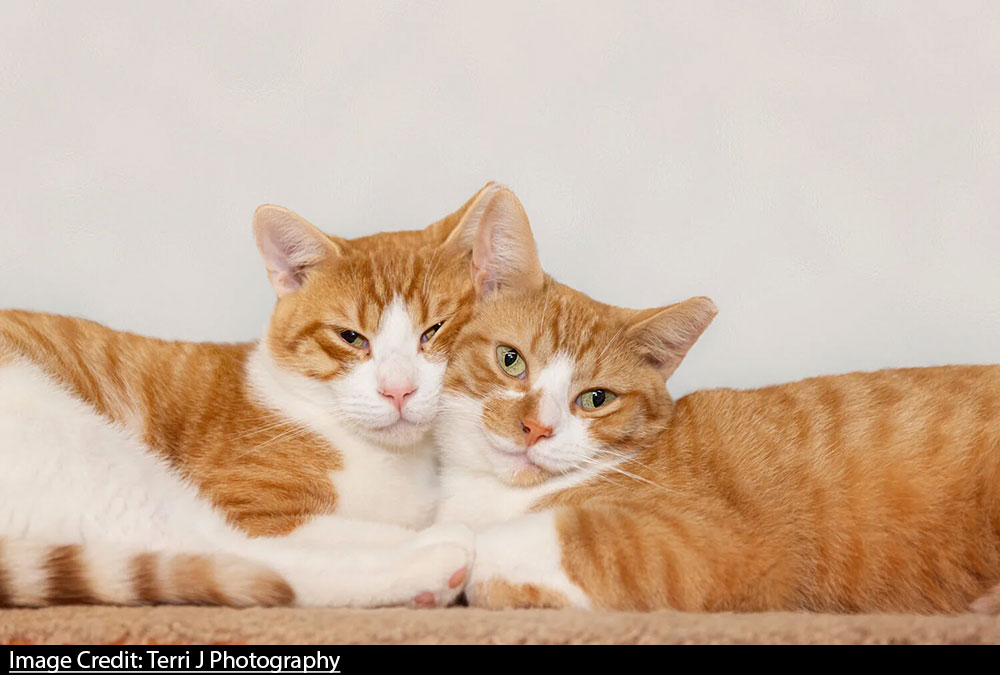Two orange and white cats leaning against eachother