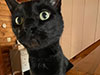 Black cat looking at camera