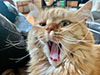 Fluffy orange cat yawning
