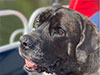 Brindle Mastiff sitting on boat